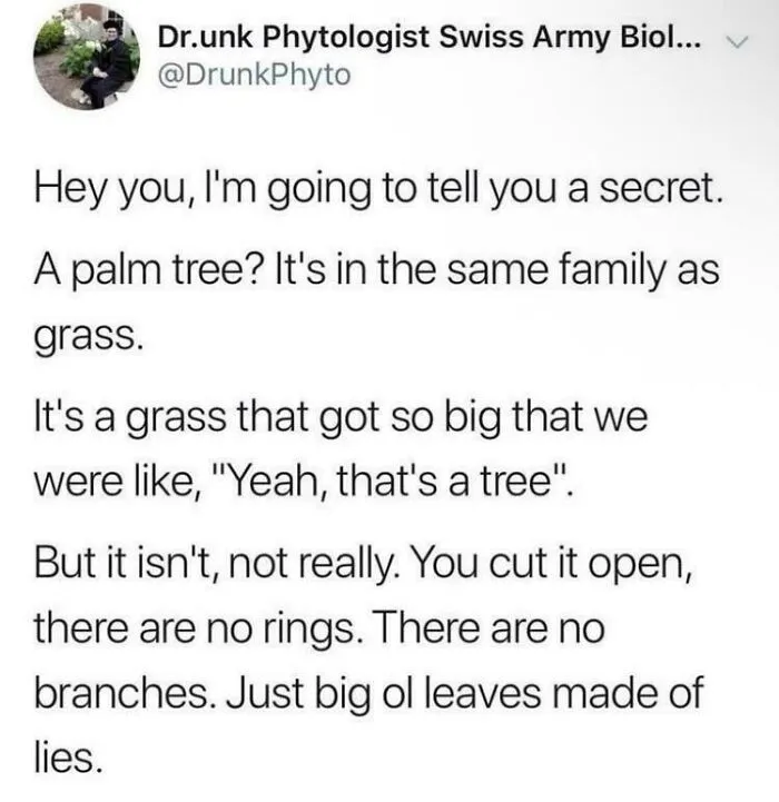A relatable meme showing a tweet explaining why palm trees are actually grass, not trees.