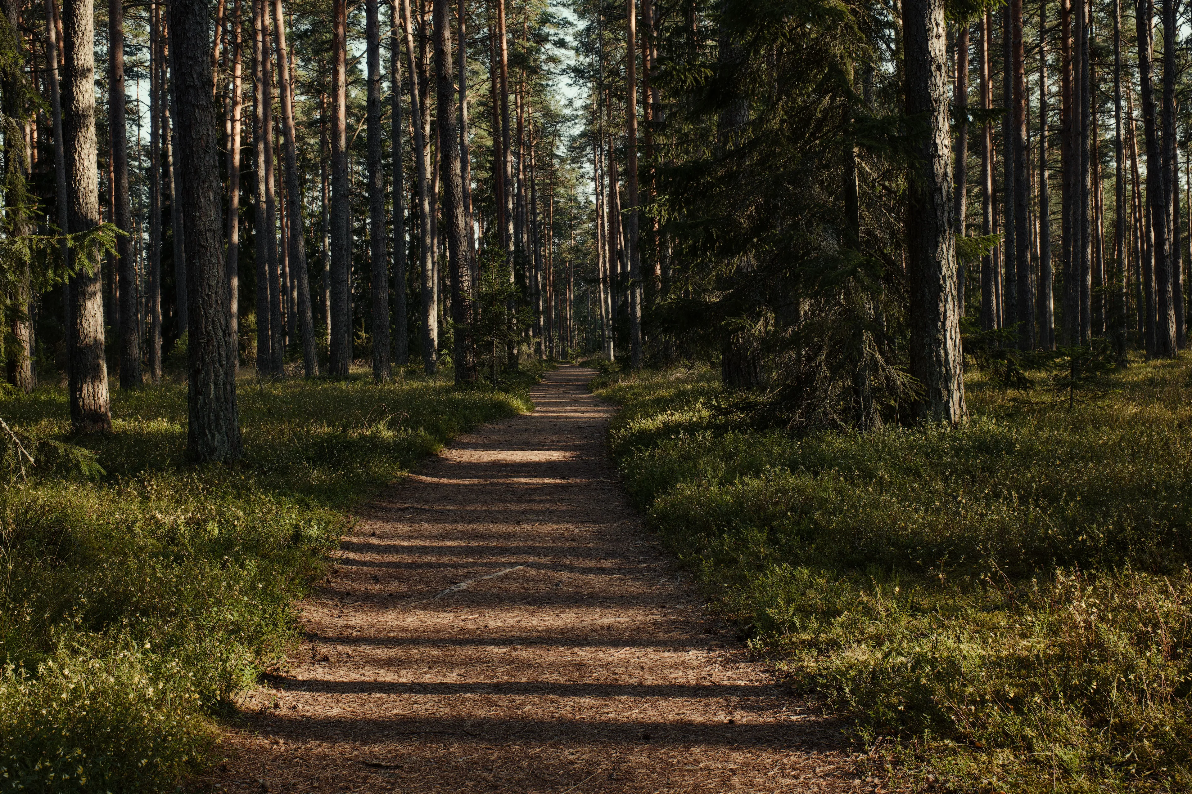 A long, winding dirt path leading through a dense forest, depicting the ideal job of a road runner in civilization.