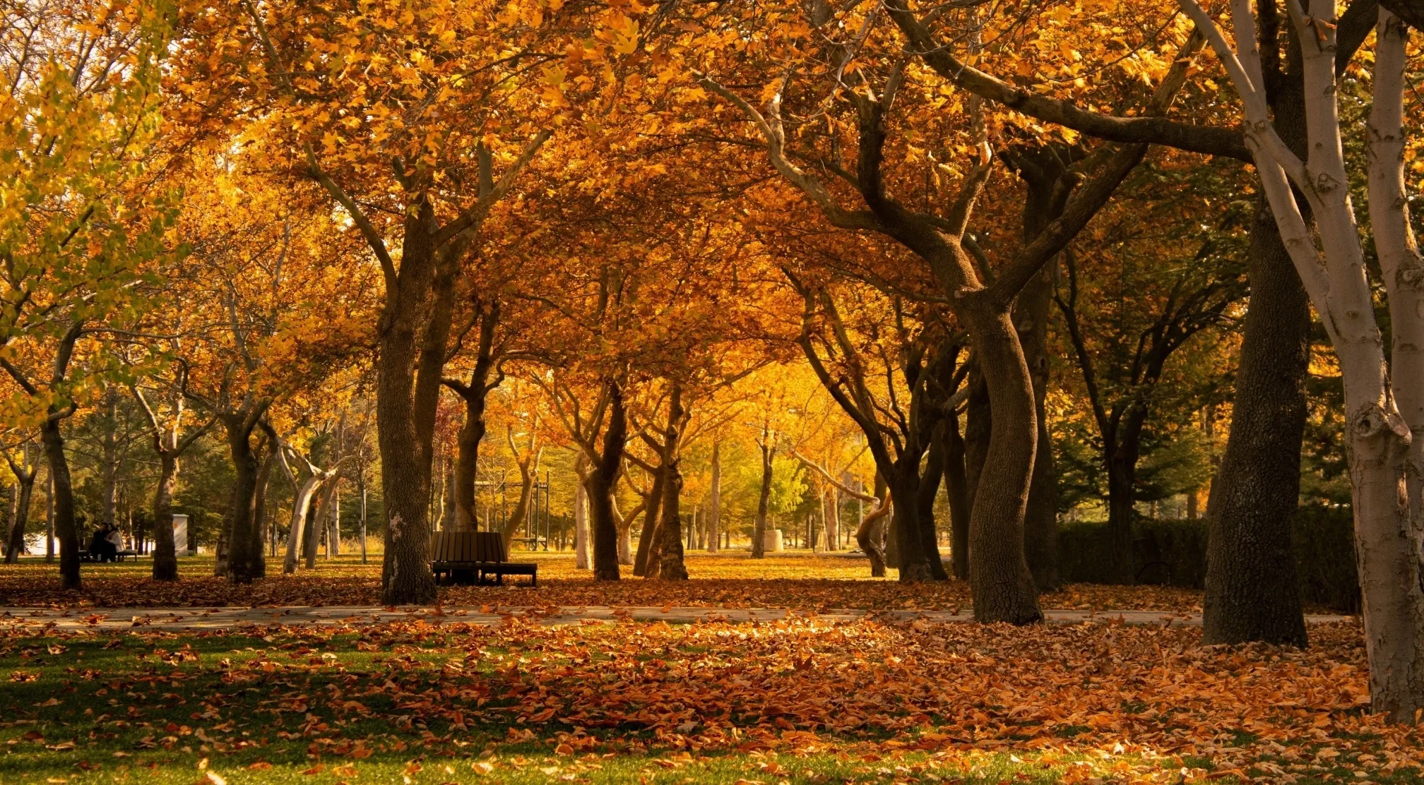 Vibrant autumn scene with golden leaves covering trees and ground, evoking the feel of the season many Americans call fall.