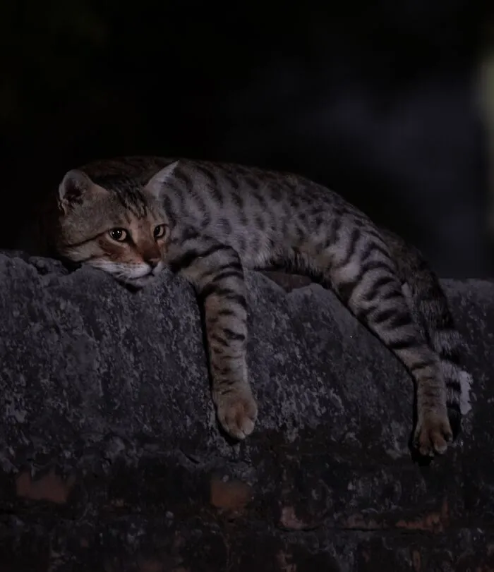 Cats Are Nocturnal