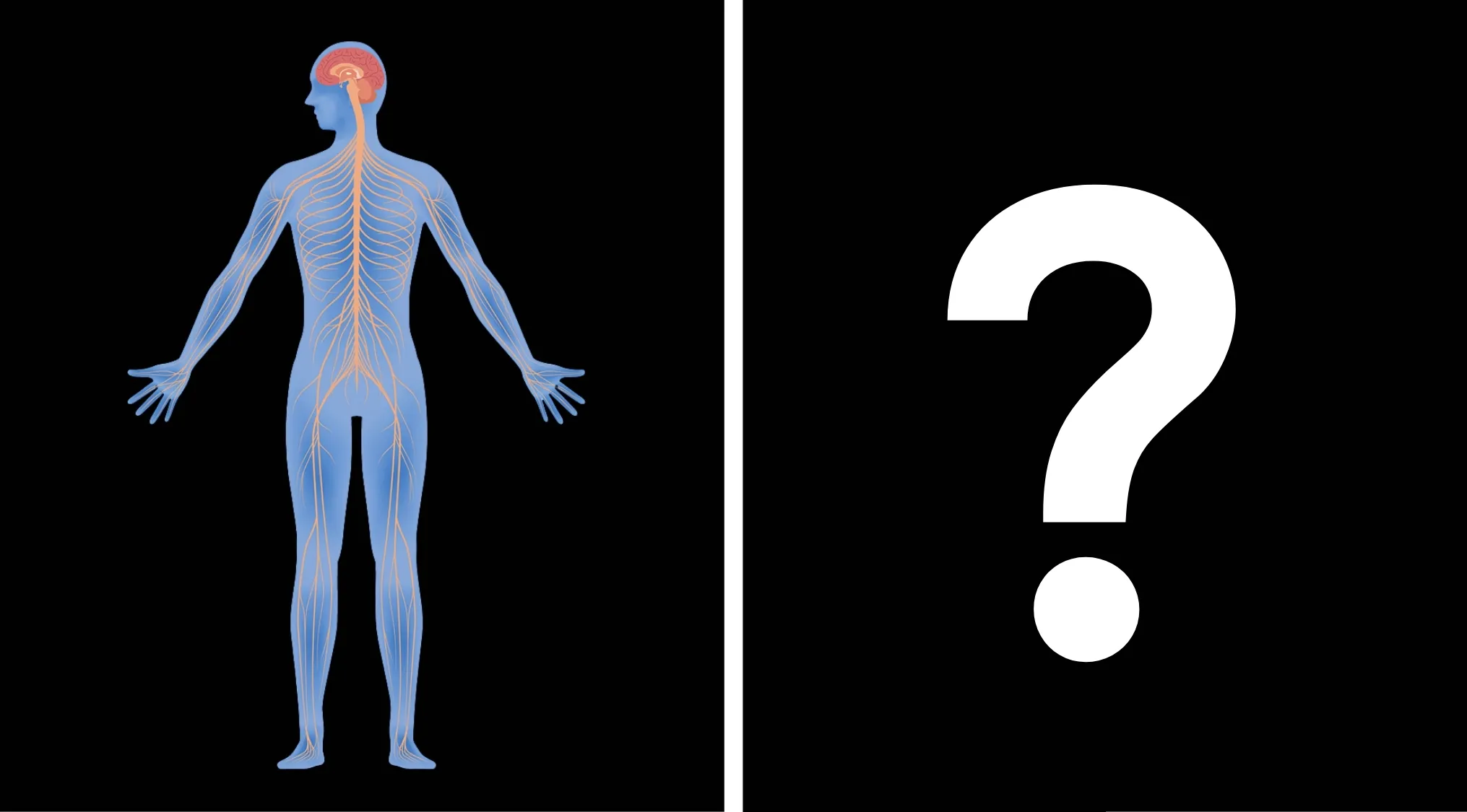 Basic Medical Knowledge Quiz: Image showing nervous system controls involuntary actions like digestion and heart rate.
