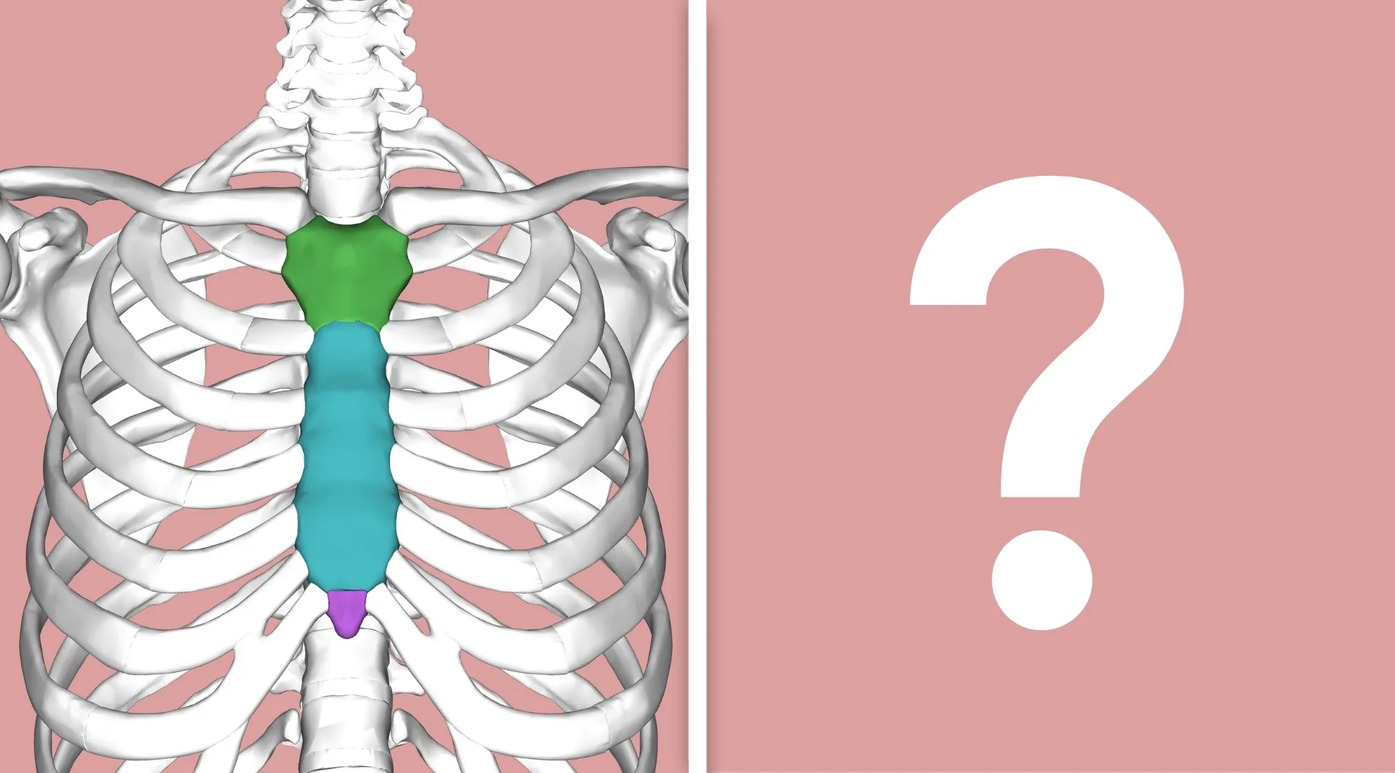 A medical knowledge quiz showing the human breastbone, part of the major bone structure in the human body.