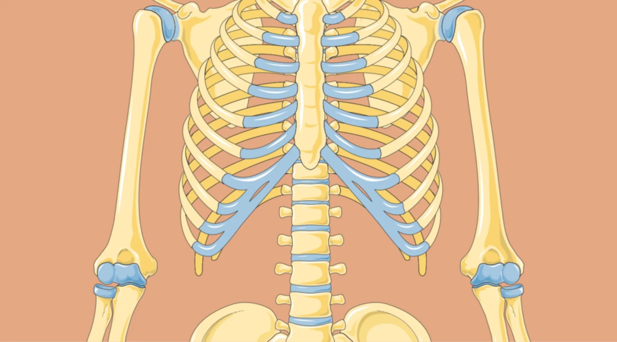 Basic medical knowledge quiz image featuring the skeletal system, highlighting cartilage, which cushions joints and prevents bone rubbing.