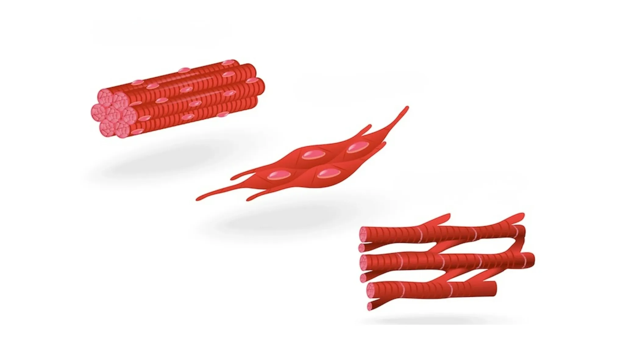 Basic Medical Knowledge Quiz: Three different types of muscle tissue illustrated.