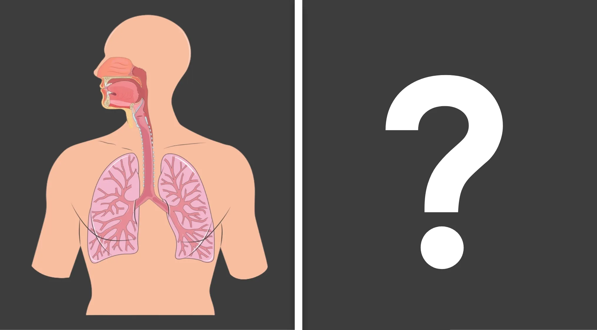 Basic Medical Knowledge Quiz: An anatomical diagram of the human respiratory system next to a large question mark, asking how the system works to oxygenate blood.