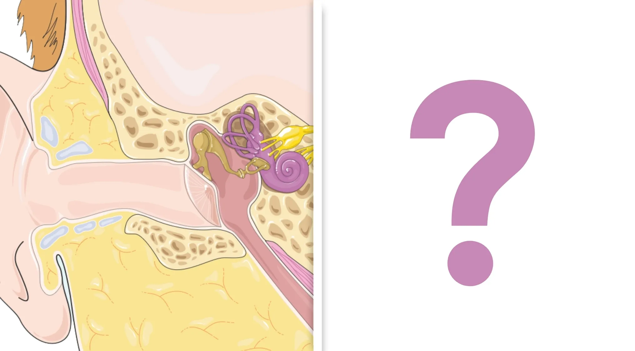 Illustration of the inner ear showing the fluid-filled cochlea, with a question mark beside it for a Basic Medical Knowledge Quiz.
