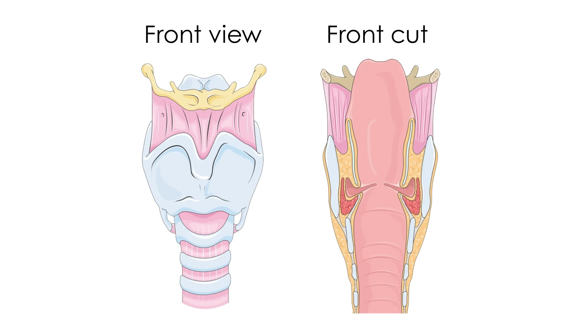 Detailed diagram illustrating the front view and front cut of the larynx, also known as the voice box.