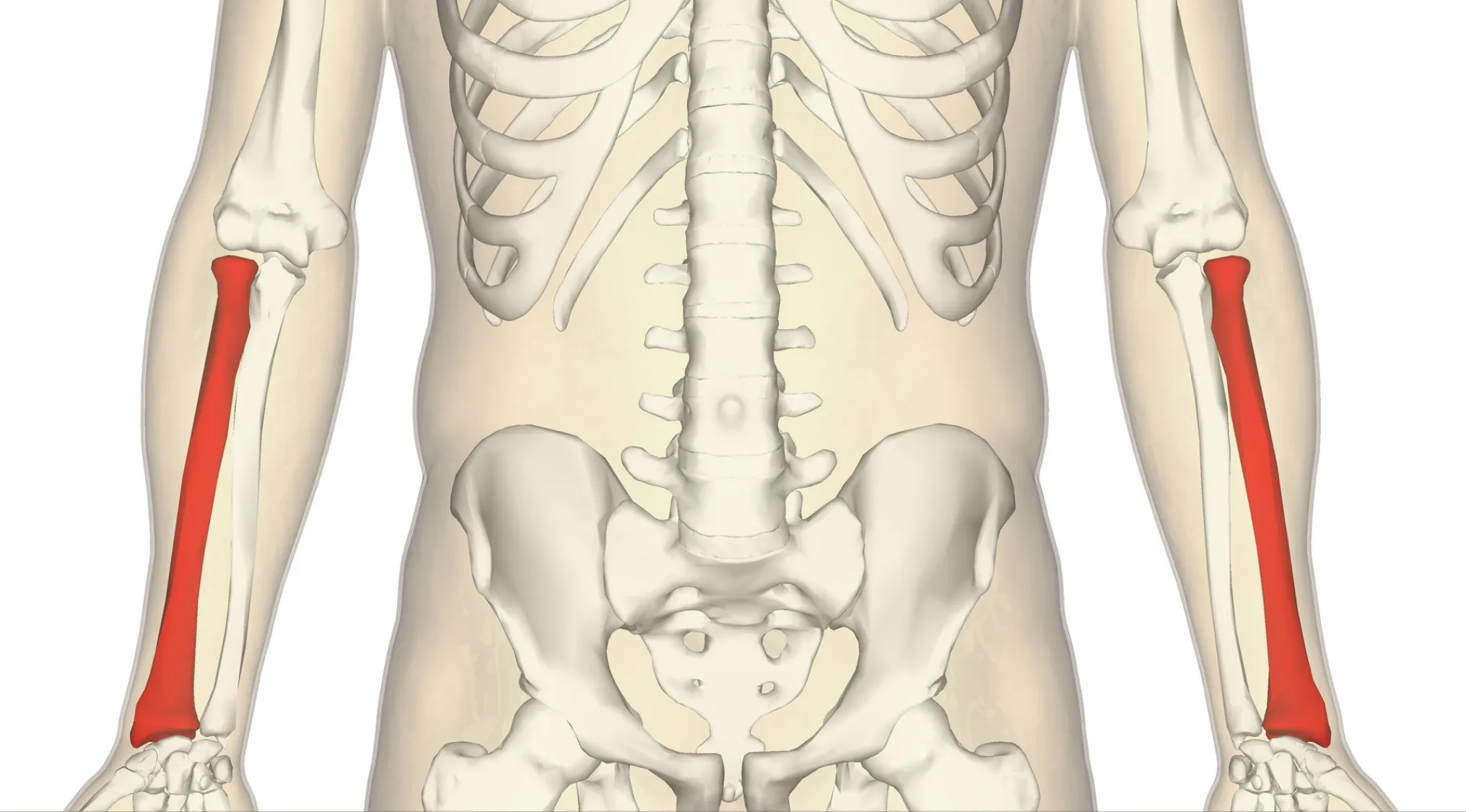 An anatomical illustration of the human skeleton, focusing on a specific arm bone for identification.