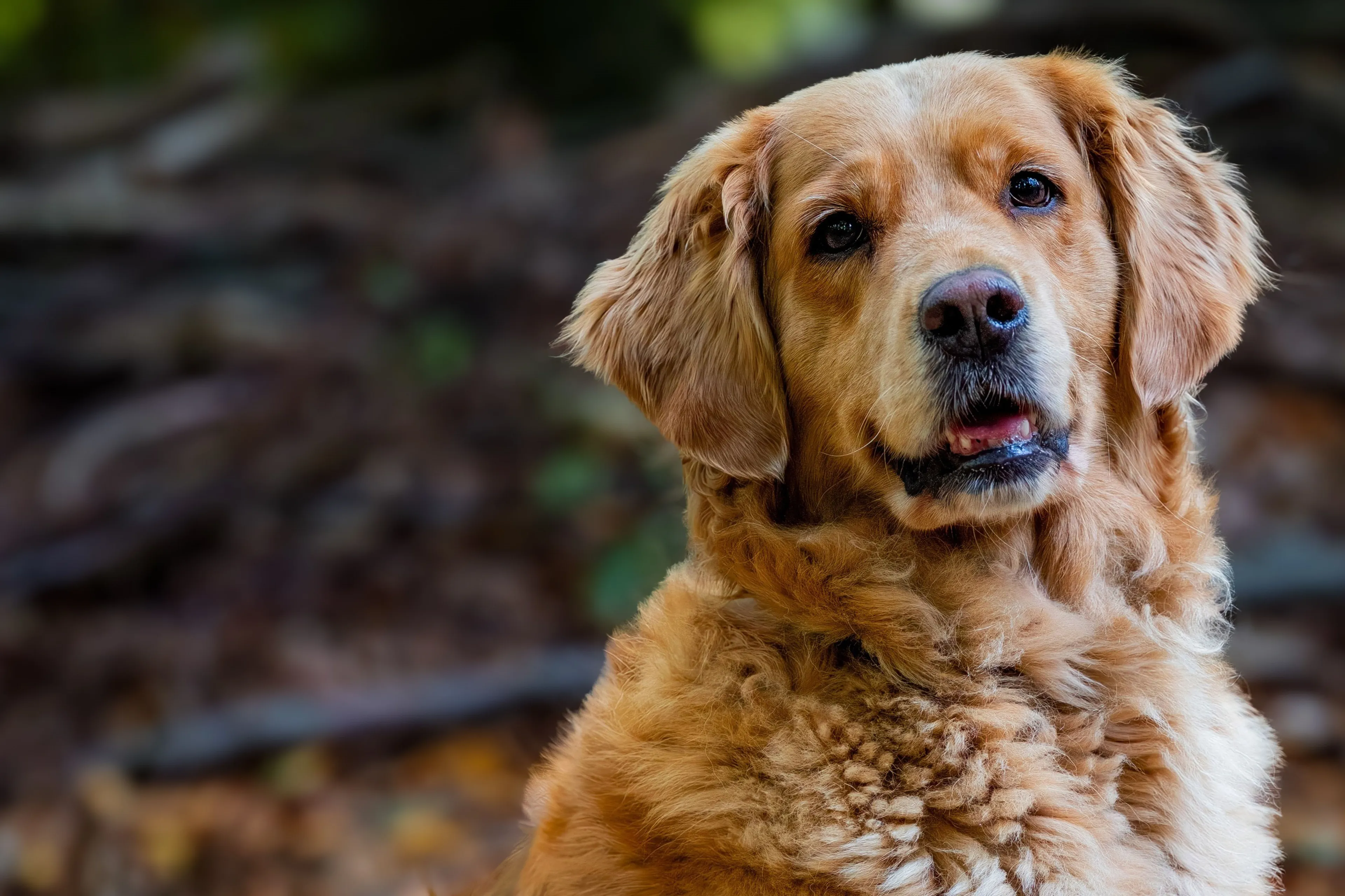 A headshot of a friendly Golden Retriever dog breed looking directly at the camera.