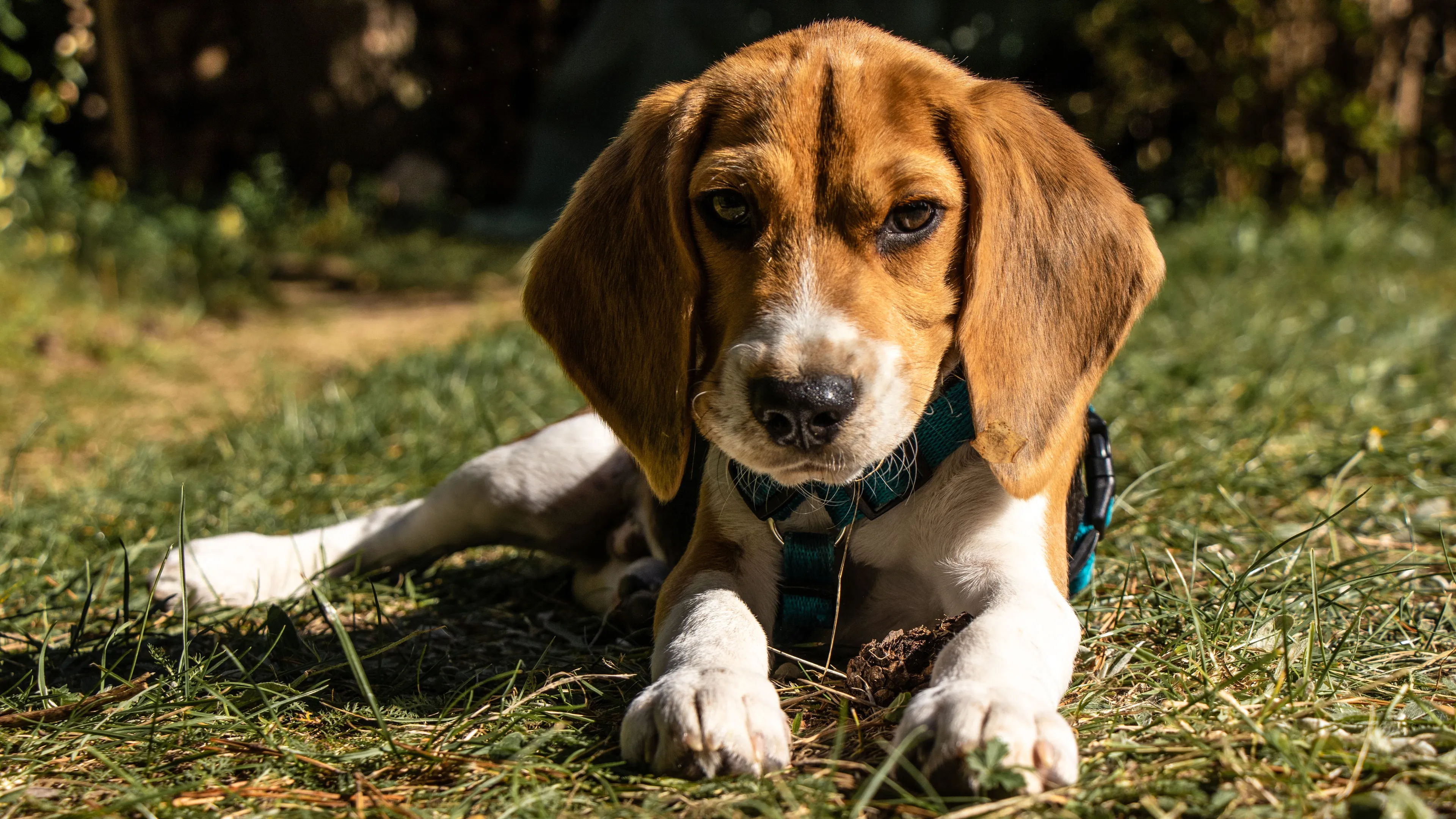 A cute Beagle dog breed puppy lying on green grass, looking directly at the camera with soft eyes.