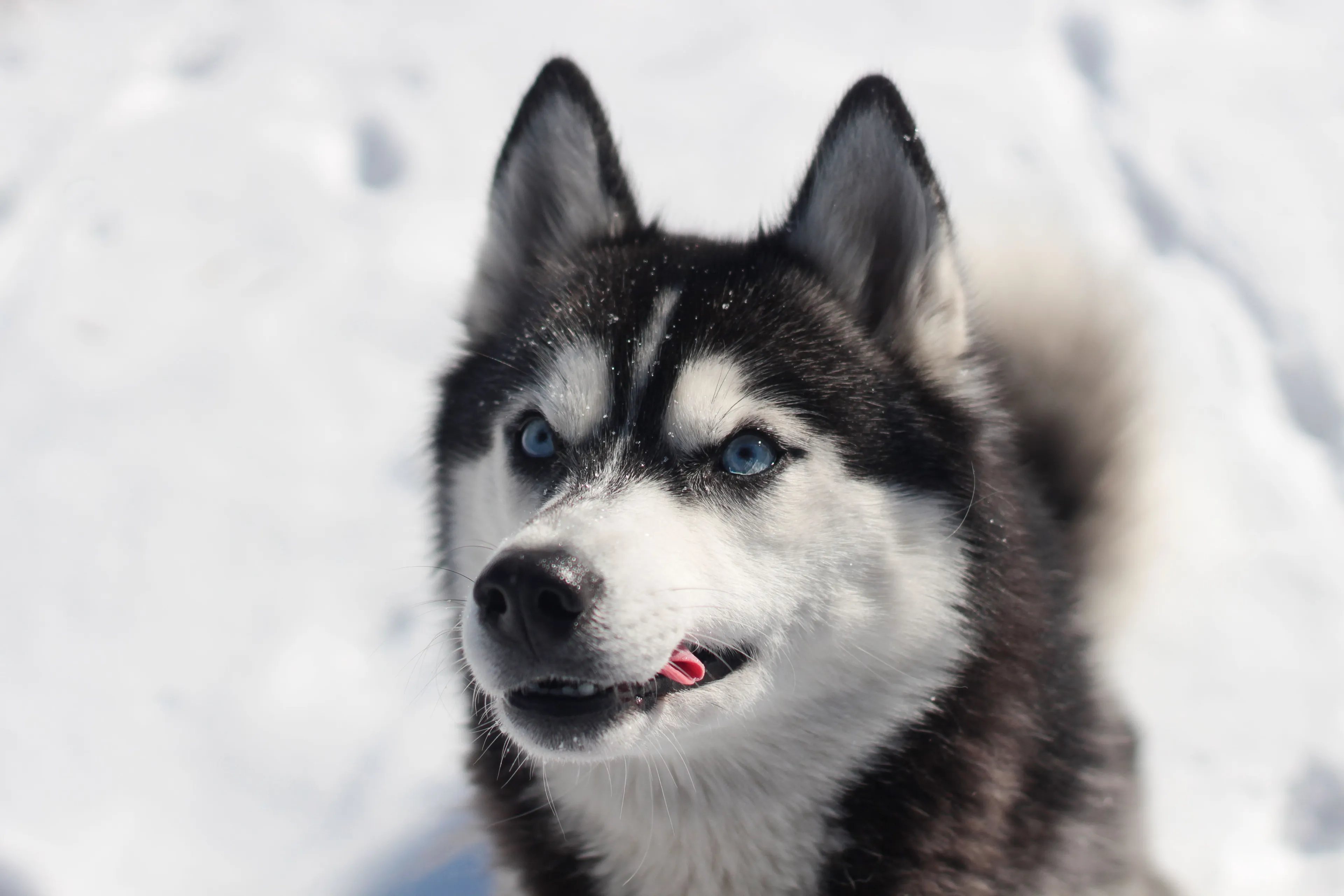 A majestic Husky dog breed with striking blue eyes and black and white fur, set against a snowy background.