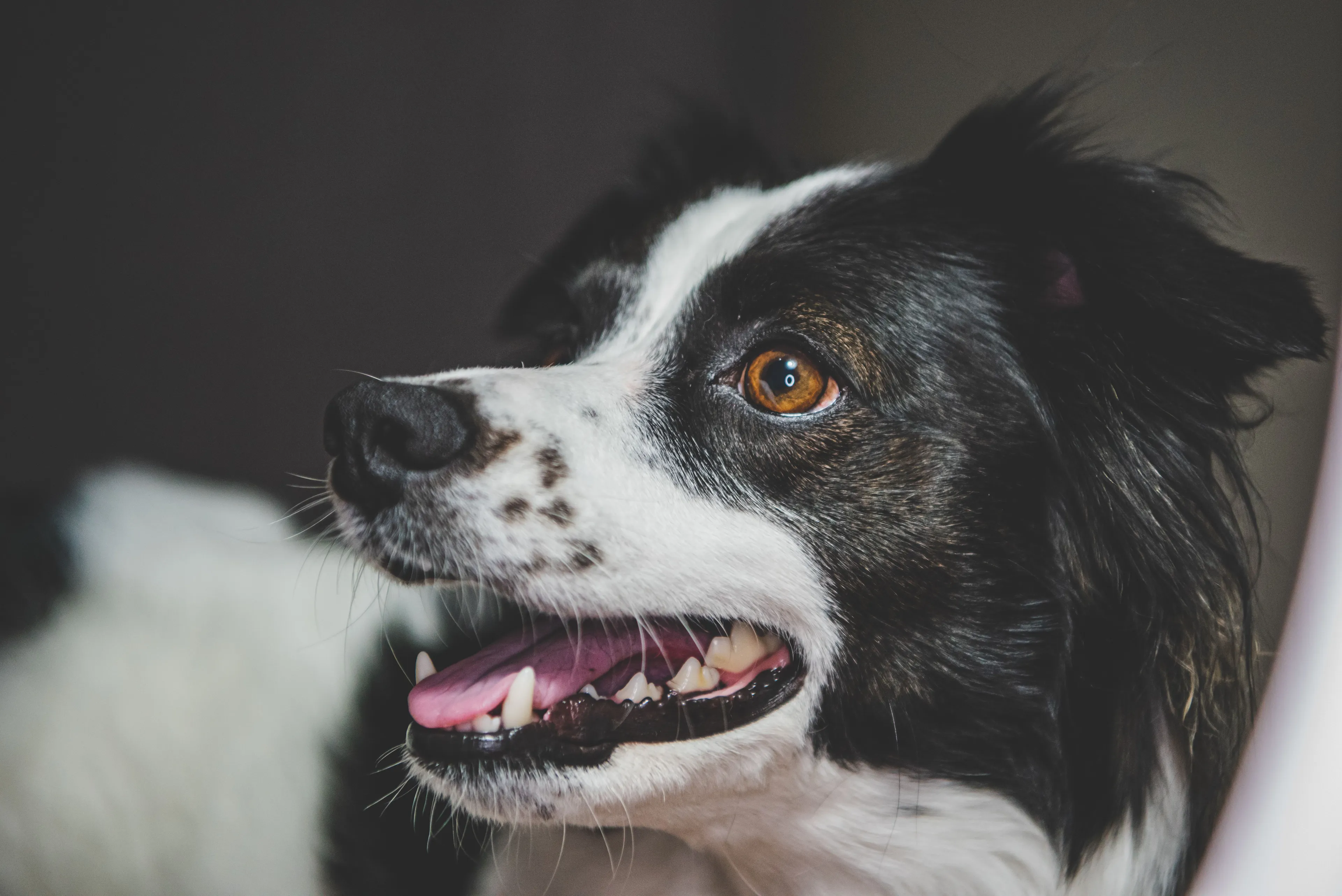 A focused Border Collie dog breed with black and white fur and a bright brown eye, looking intently to the side.