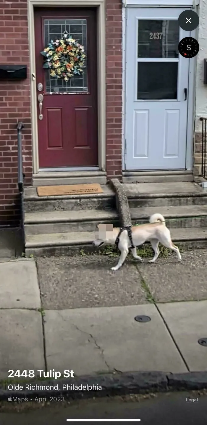 A funny Google Street View image capturing a dog on a leash walking on a sidewalk in front of two doors.