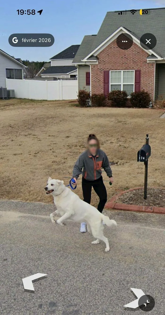 My Dog Attacking The Google Car