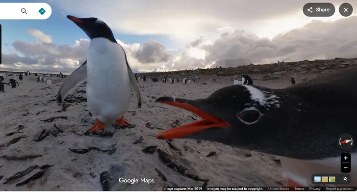 Penguins