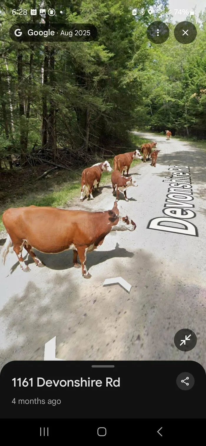 A funny Google Street View photo of several cows walking along a dirt road lined with trees.