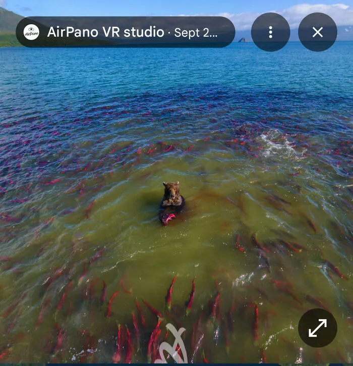 Bear Standing In The Middle Of A School Of Sockeye Salmon