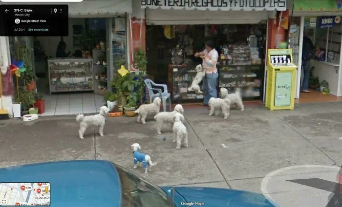A woman and several fluffy white dogs captured in a funny Google Street View photo on a busy city sidewalk.