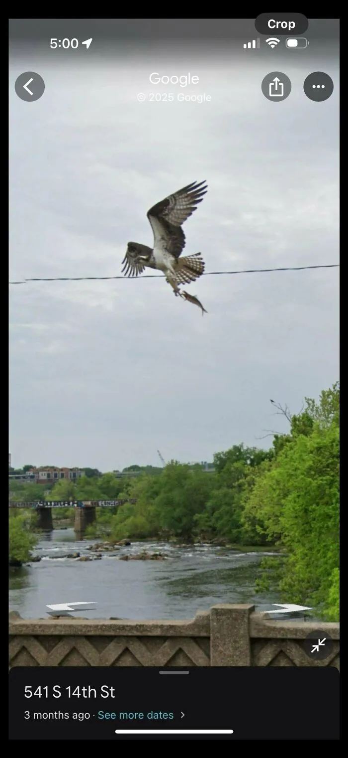 Falcon Catching Fish
