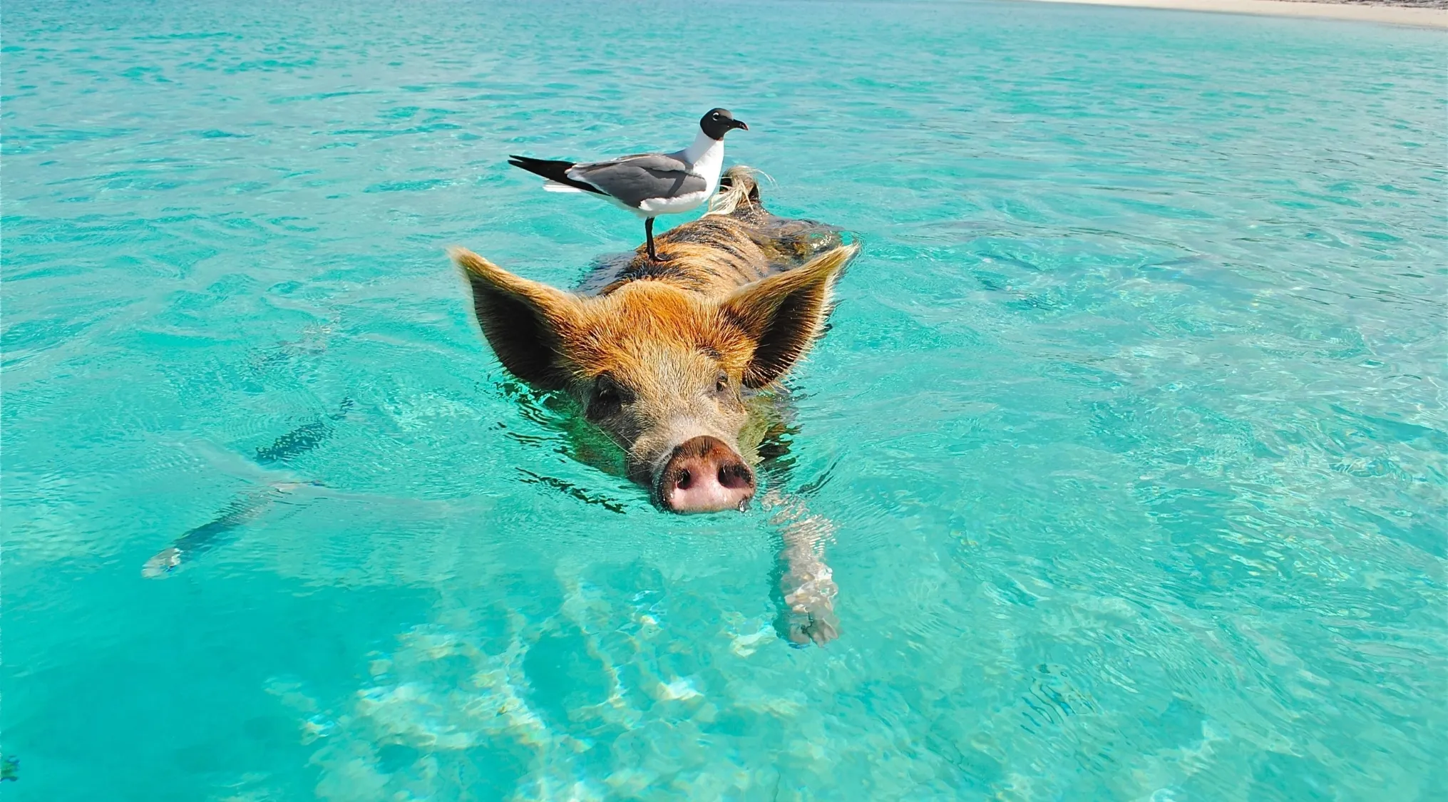 A seagull rides on the back of a swimming pig at the famous pig beach, with clear turquoise water and a distant sandy shore.