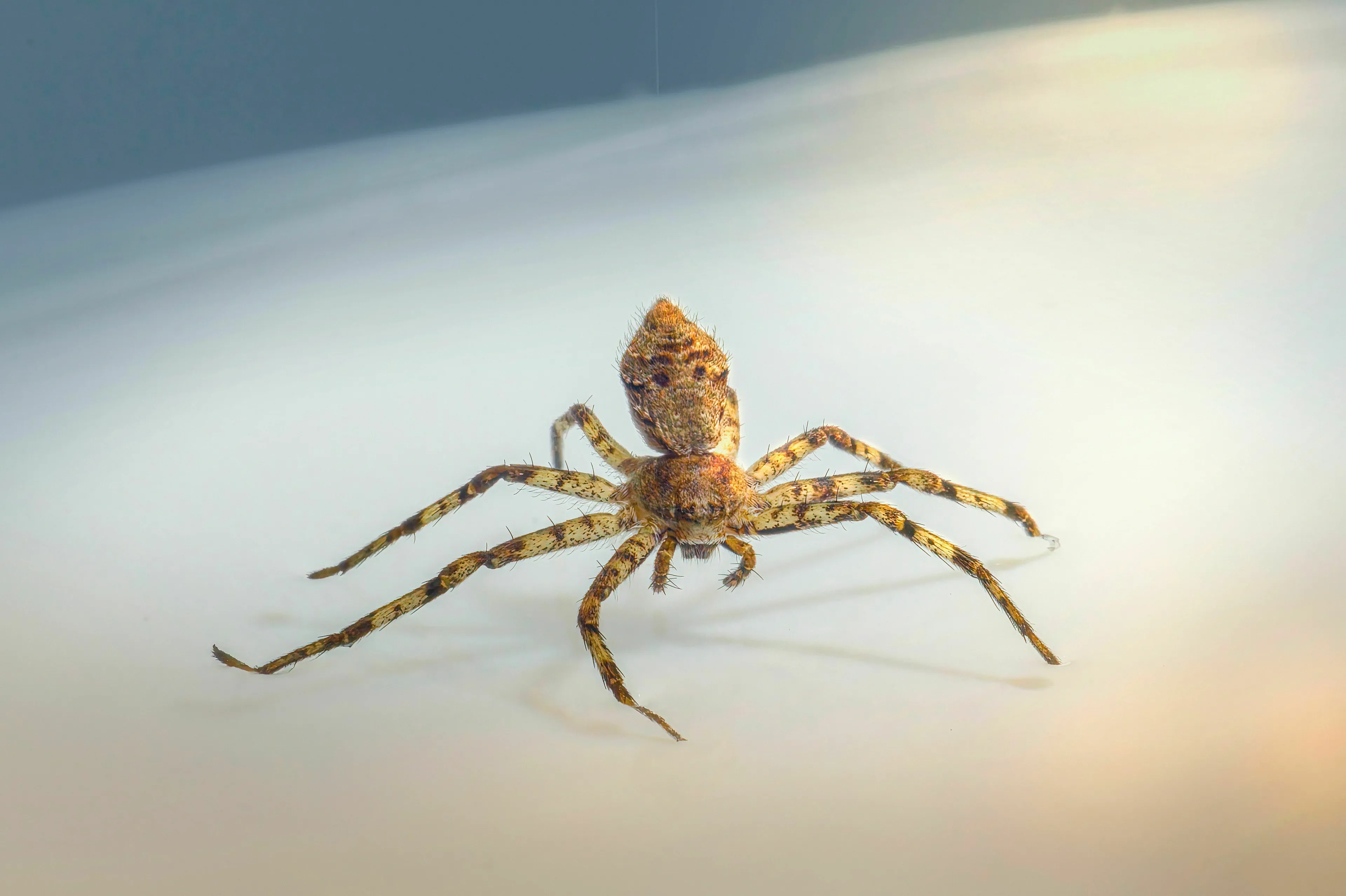 A close-up of a spider on a white surface, representing a common bathroom encounter.
