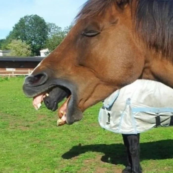 35 Fotos aparentemente normales, pero que «cuando lo veas» vas a alucinar