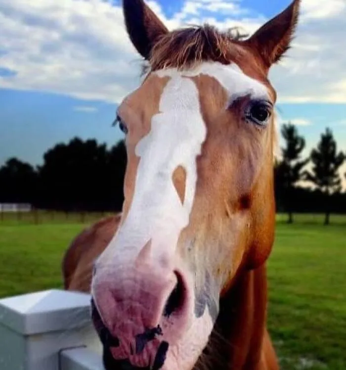 35 Fotos aparentemente normales, pero que «cuando lo veas» vas a alucinar