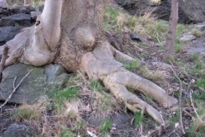 35 Fotos aparentemente normales, pero que «cuando lo veas» vas a alucinar