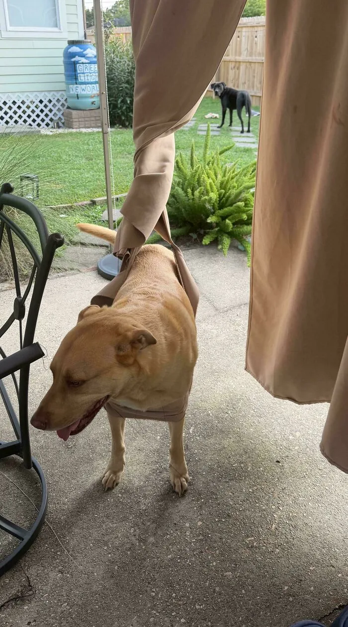 Funny unhinged dog accidentally caught and tangled inside the loop of a hanging outdoor curtain.