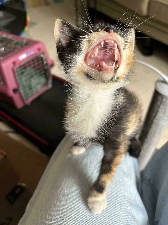 Calico kitten meowing with open mouth on lap