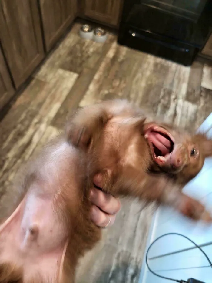 Funny unhinged dog making a wild and blurry facial expression while being held up.