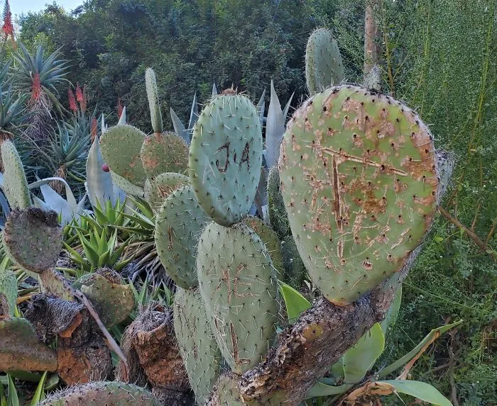 People Who Carve Their Initials On Plants In Public Places