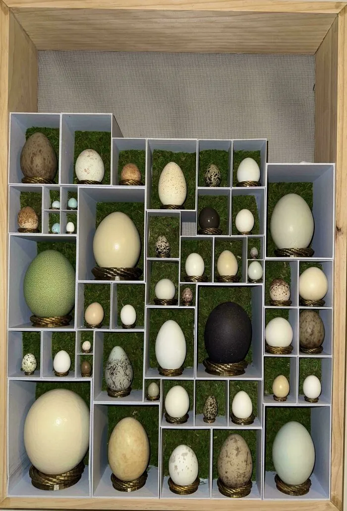 My Egg Collection