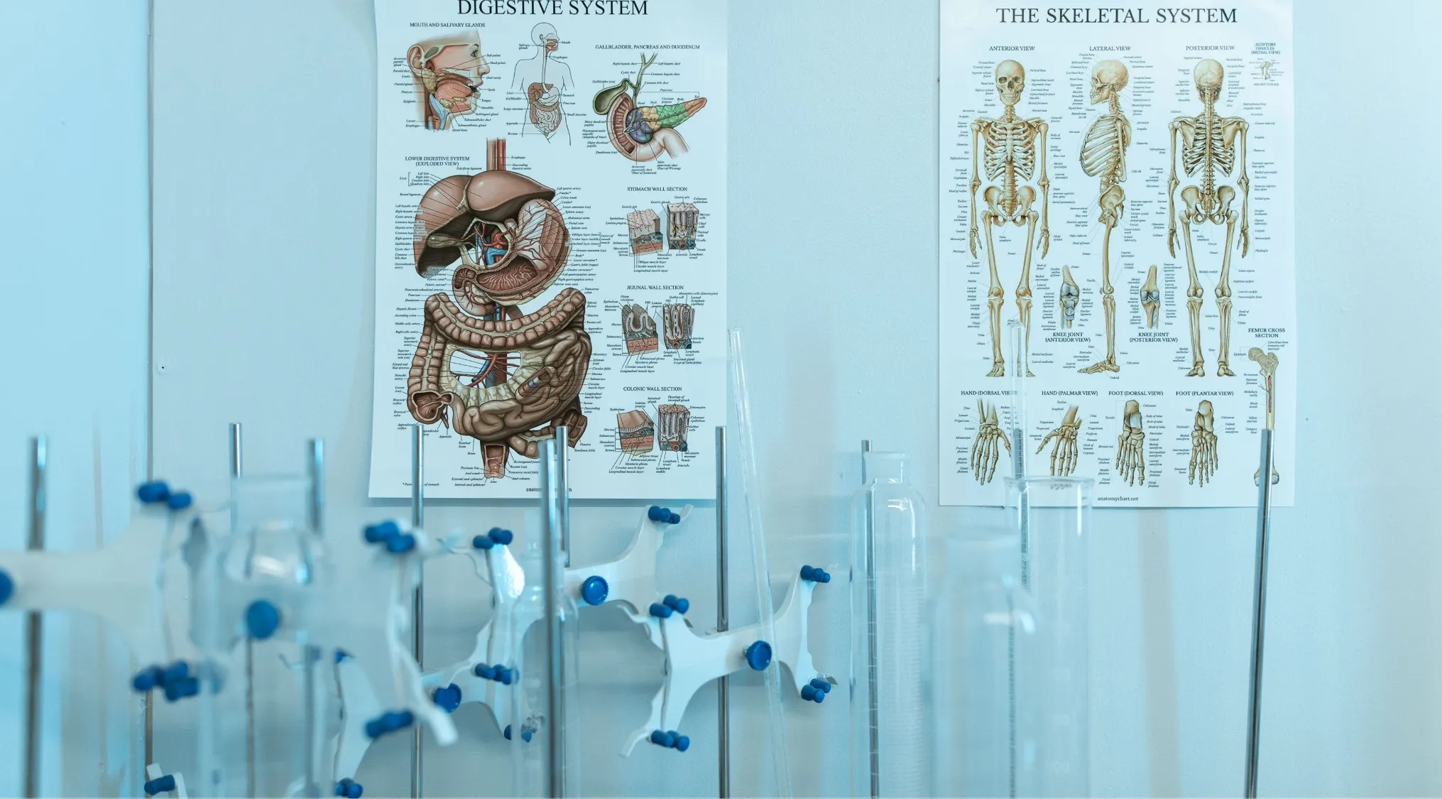 Biology classroom with digestive and skeletal system charts. Discover where the smallest bone in the human body is located.
