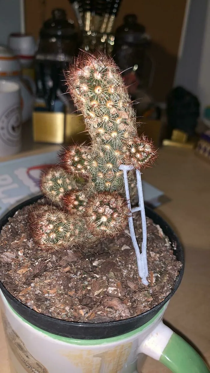 Mi cactus se inclinaba mucho hacia un lado, así que le hice una muleta