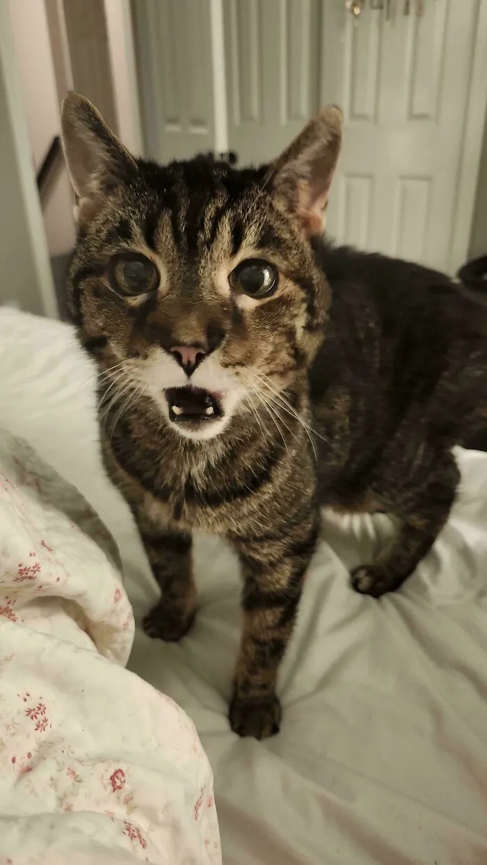 Tabby cat meowing on bed with shocked expression