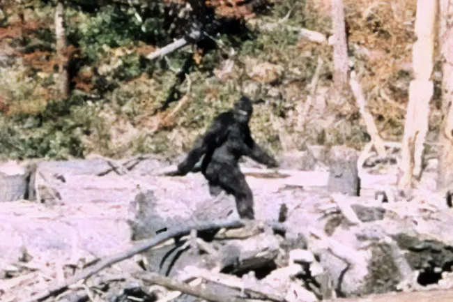 Blurry image of Bigfoot in a forest, questioning if Bigfoot is real.