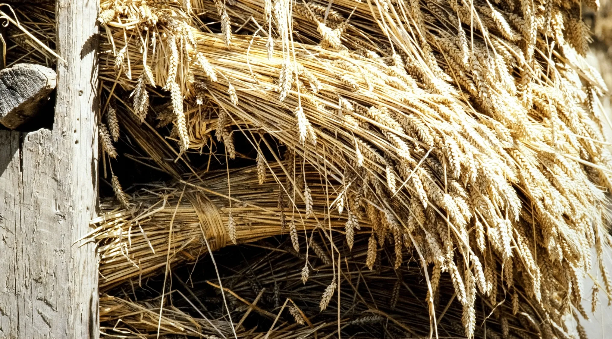 Bundles of wheat stalks and grains, reminiscent of harvest, highlighting the practical math skills needed for the 1895 Kansas 8th Grade Arithmetic Exam.