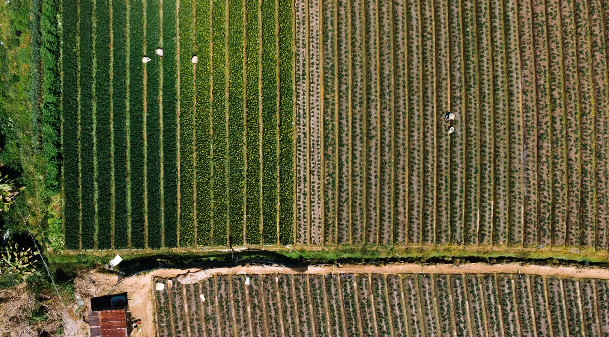 Aerial view of lush green and brown fields. A square farm with rows of crops, relevant to the 1895 Kansas 8th Grade Arithmetic Exam.