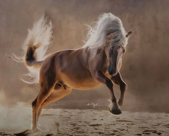 This Page Shared 40 Captivating Horse Photos That Highlight Their Beauty And Strength