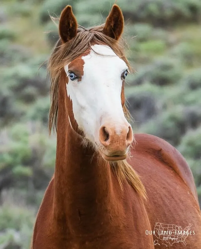 This Page Shared 40 Captivating Horse Photos That Highlight Their Beauty And Strength