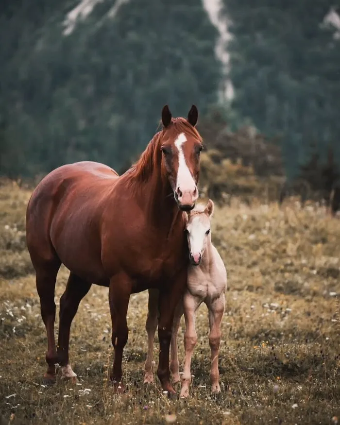 This Page Shared 40 Captivating Horse Photos That Highlight Their Beauty And Strength