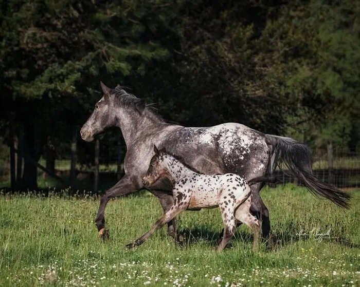 This Page Shared 40 Captivating Horse Photos That Highlight Their Beauty And Strength