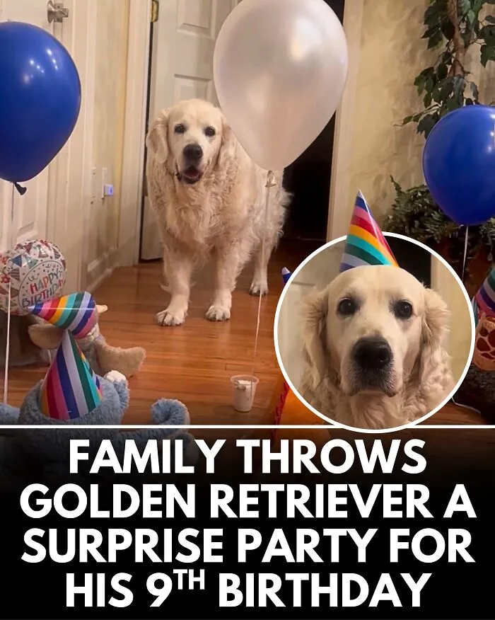 25 Incredible Stories Shared By ‘We Rate Dogs’ That Might Make You Laugh And Cry (New Pics)
