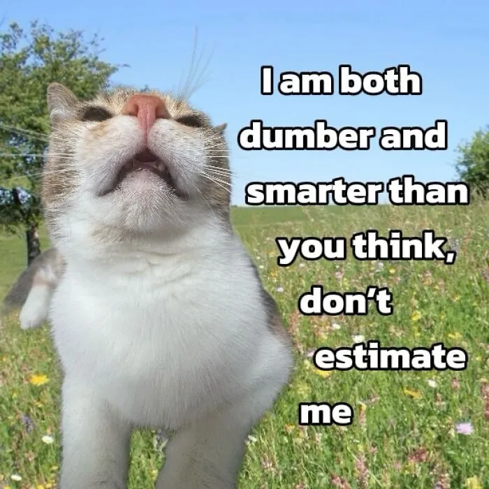 47 Hilarious Cat Memes That Turn Everyday Feline Drama Into Purrfect Comedy