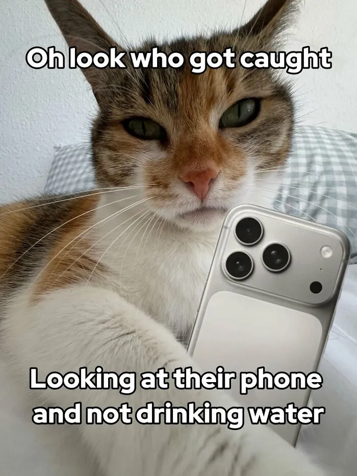 47 Hilarious Cat Memes That Turn Everyday Feline Drama Into Purrfect Comedy