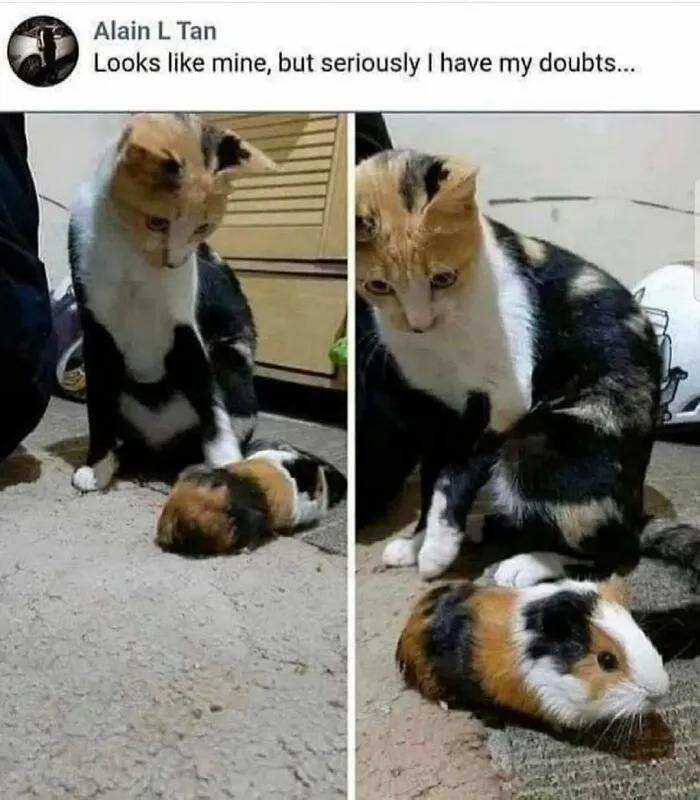50 Funny Cat Memes That Prove Life Is Better When Cats Are Being Weird