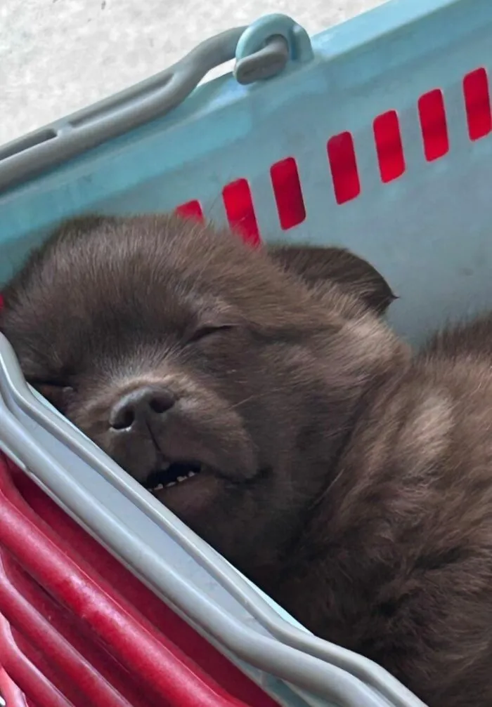 30 New Photos Of Dogs Being Their Delightfully Weird Selves, As Shared By This Facebook Page