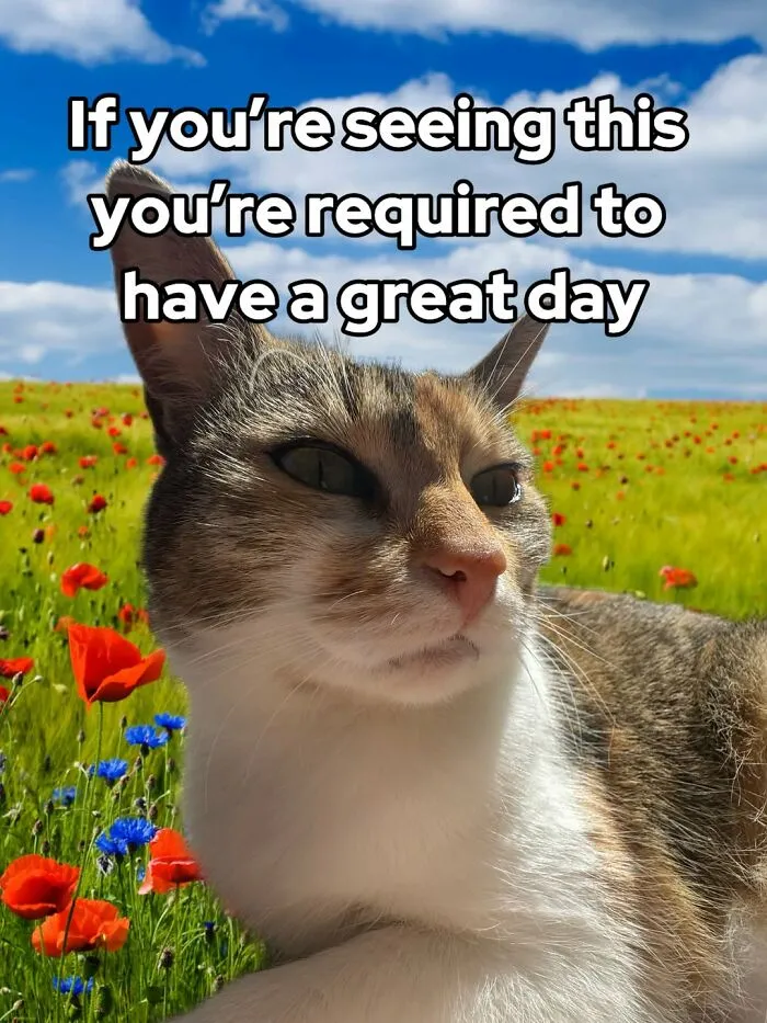 47 Hilarious Cat Memes That Turn …