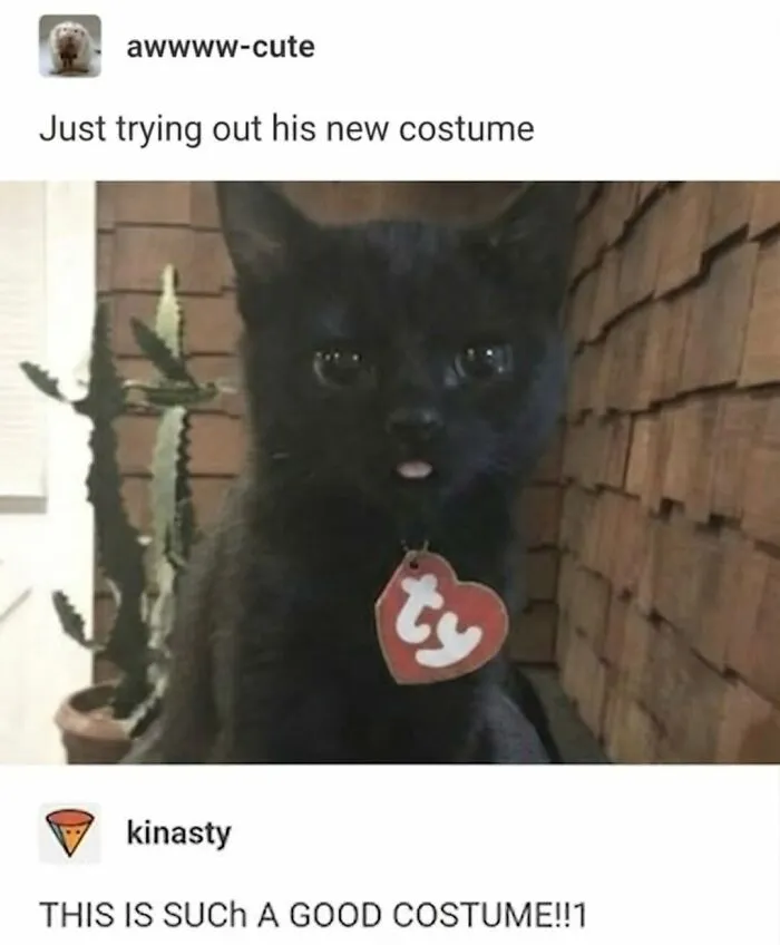 50 Funny Cat Memes That Prove Life Is Better When Cats Are Being Weird